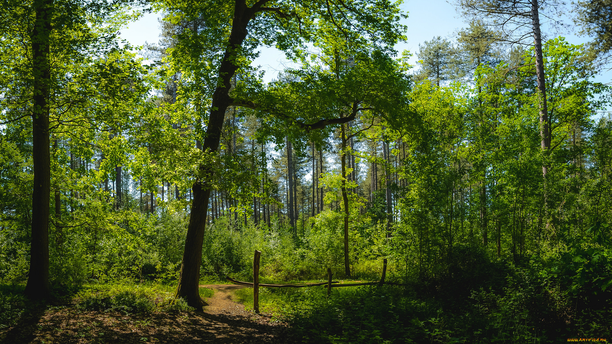 Super forest. Леса Марий Эл. Хвойные леса Марий Эл. Лесная природа Марий Эл. Сосновый лес светлый Марий Эл.